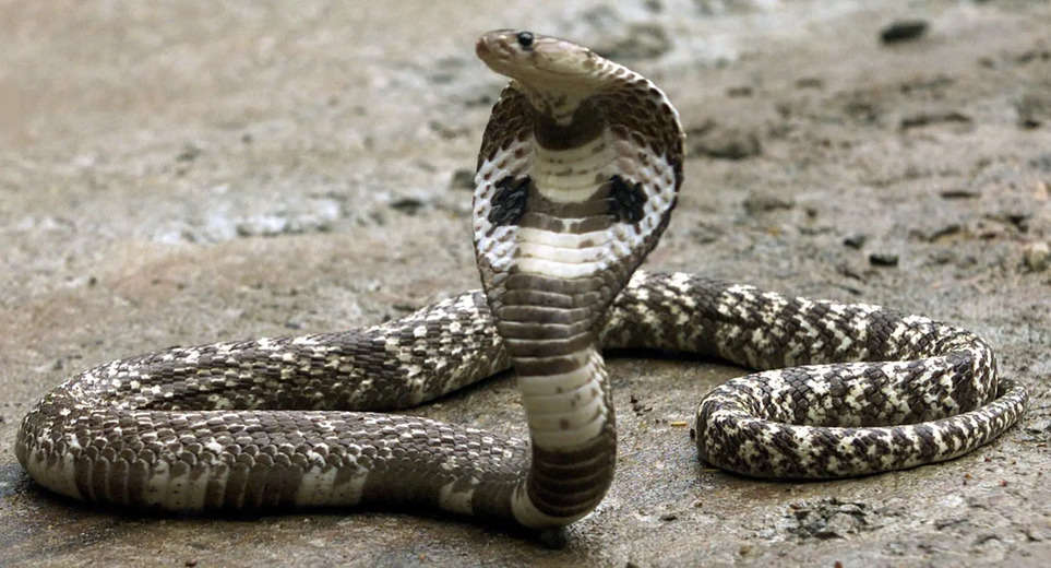 Crime News: Unique weapon of looting, instead of pistols, snakes were used for looting, many have become victims