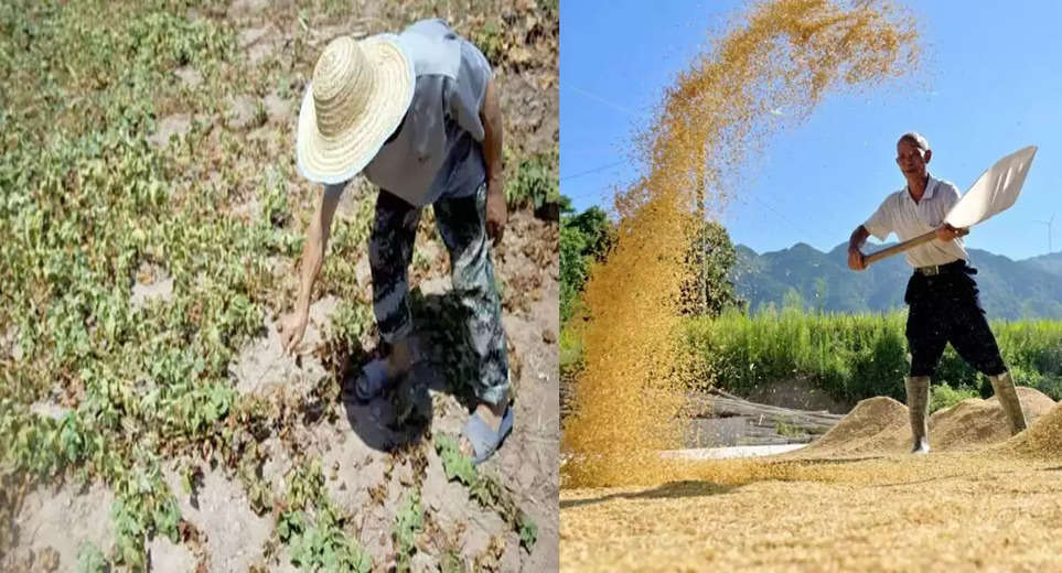 The sound of drought in China can spoil the food grain equation in the world
